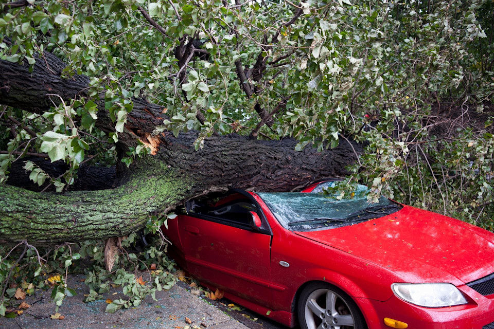 Ein Auto ist unter einem Baum eingeklemmt, der durch einen Sturm umgekippt und entwurzelt wurde.