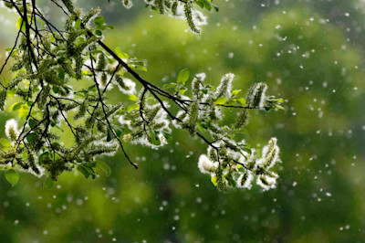 Von einem Baum fliegen viele Pollen.
