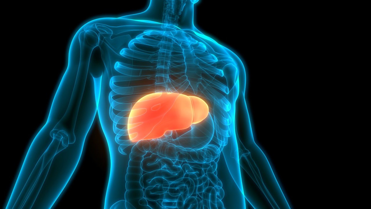 Abbildung der Leber im menschlichen Körper.