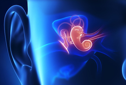 3D Grafik: Anatomische Darstellung Mittelohr.