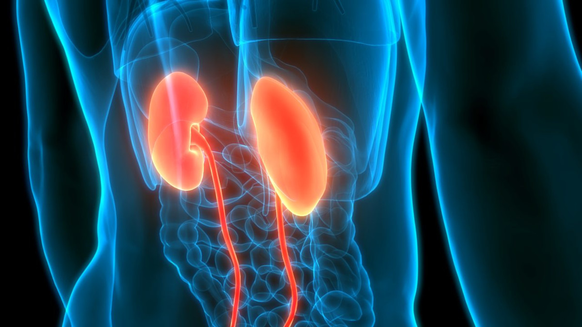 Anatomie der menschlichen Nieren.