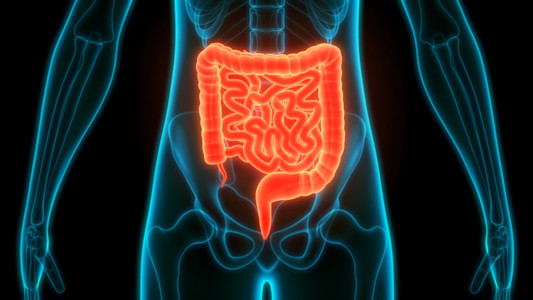 Abbildung vom Darm im menschlichen Körper.