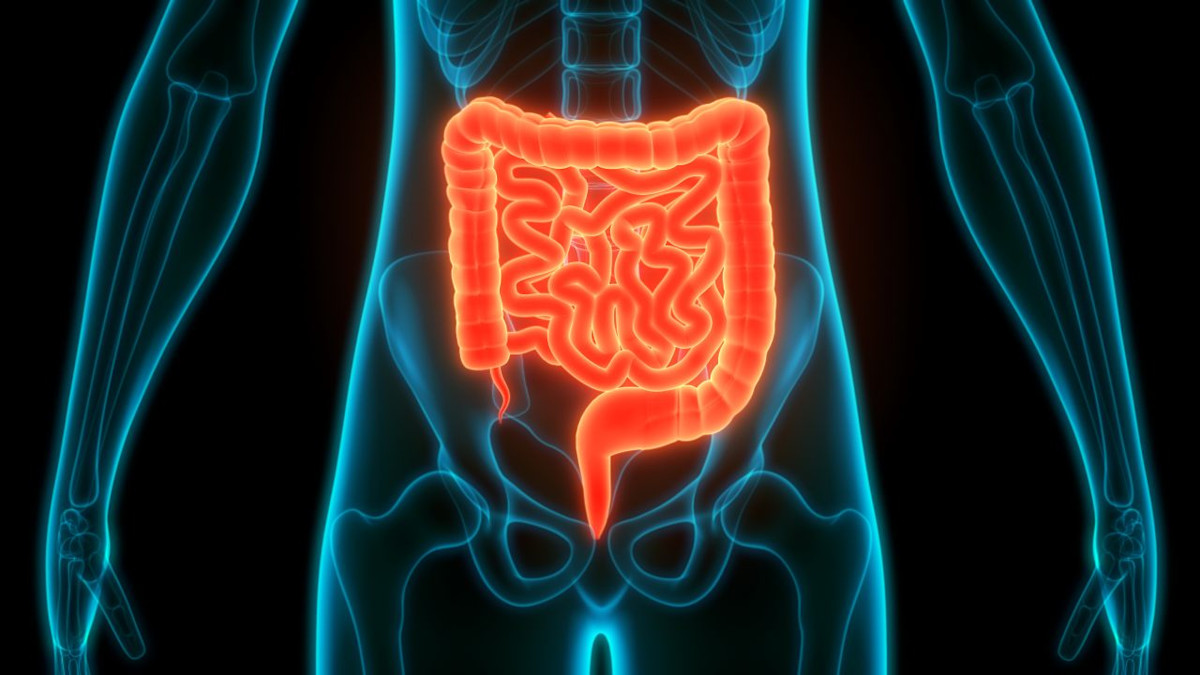 Abbildung vom Darm im menschlichen Körper.