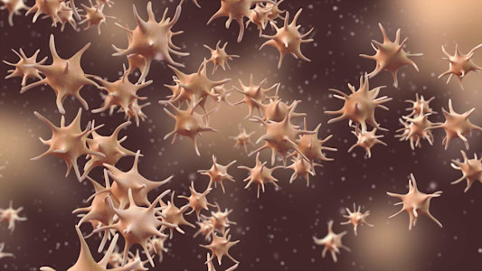 Darstellung der Blutplättchen Thrombozyten.