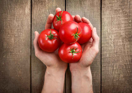 Hände halten fünf Tomaten.