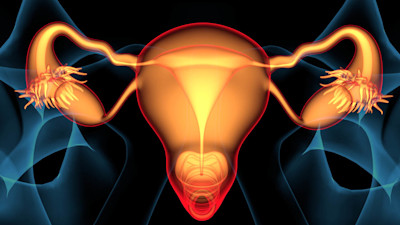Schematische Darstellung des weiblichen Reproduktionssystems mit Gebärmutter und Eierstöcken.