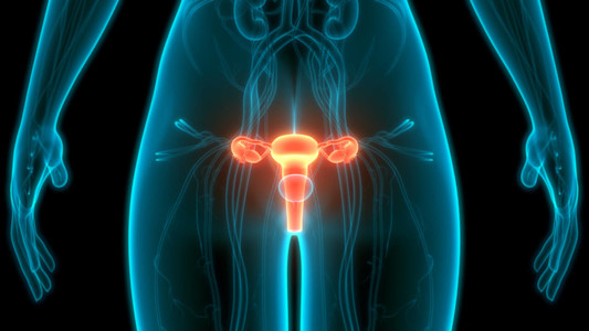 Abbildung des Uterus (Gebärmutter) im menschlichen Körper.