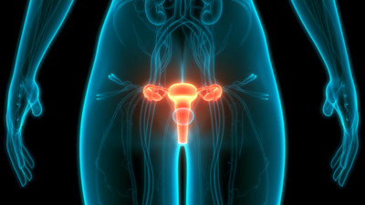 Abbildung des Uterus (Gebärmutter) im menschlichen Körper.