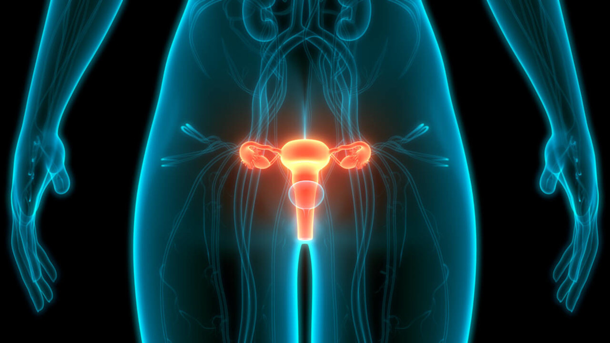 Abbildung des Uterus (Gebärmutter) im menschlichen Körper.