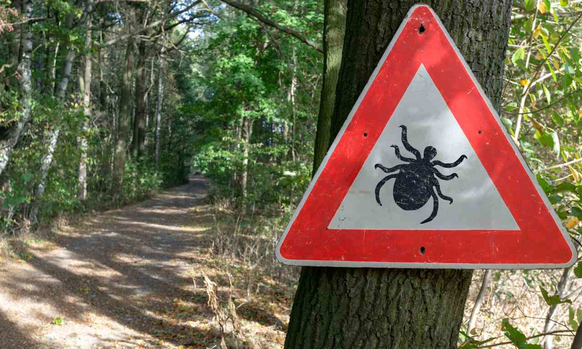 Ein Schild warnt vor Zecken im Wald. Zecken können verschiedene Krankheiten wie beispielsweise Borreliose Übertragen.