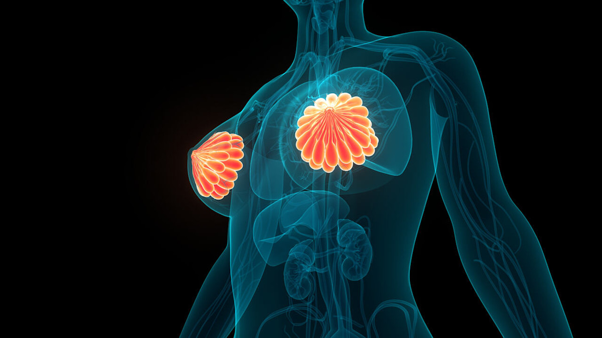 Abbildung der Brüste (Mammae) im menschlichen Körper.