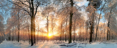Winterliche Landschaft: Wald mit Schnee.
