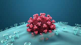 Ein HI-Virus dringt in eine Wirtszelle des Immunsystems ein.