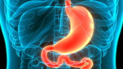Darstellung der Lage des Magens im Koerper. Magen und Verdauungstrakt in orange-rot dargestellt, der umgebende Körper mit Knochen und Organen in durchsichtigem blau.