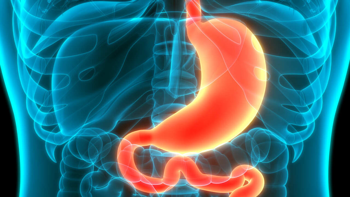 Darstellung der Lage des Magens im Koerper. Magen und Verdauungstrakt in orange-rot dargestellt, der umgebende Körper mit Knochen und Organen in durchsichtigem blau.