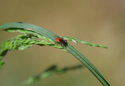 Der gemeine Holzbock ist ein in Europa verbreitete Zeckenart. Diese überträgt Krankheiten wie FSME.