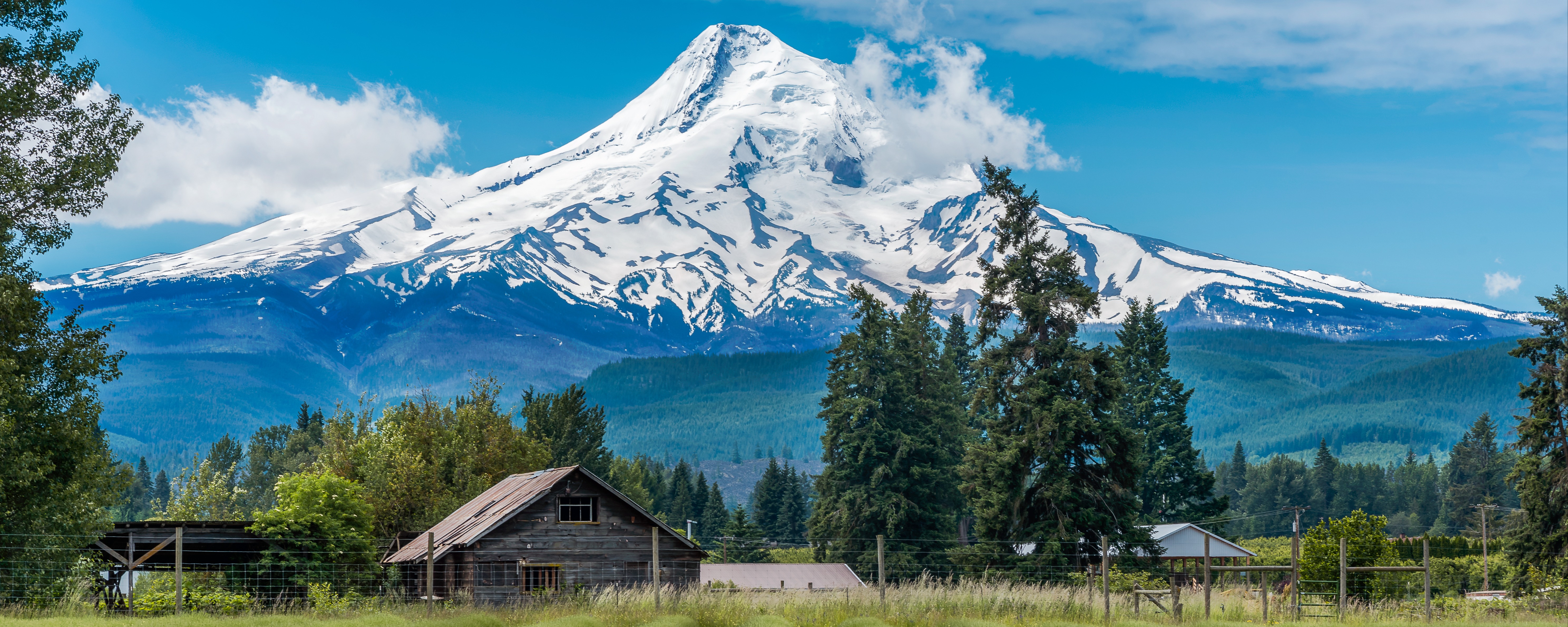 Mount Hood towering over lavender fields in the foreground. Photo: cbartell42, Shutterstock
