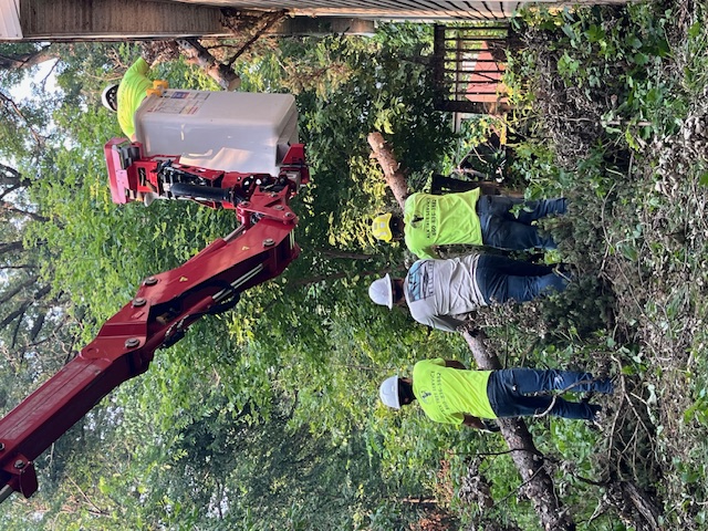 Nor’easter Incoming: How to Protect Your Trees in Avon, CT