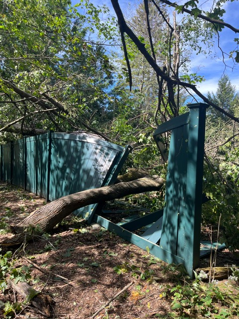 What Insurance Covers After a Fallen Tree