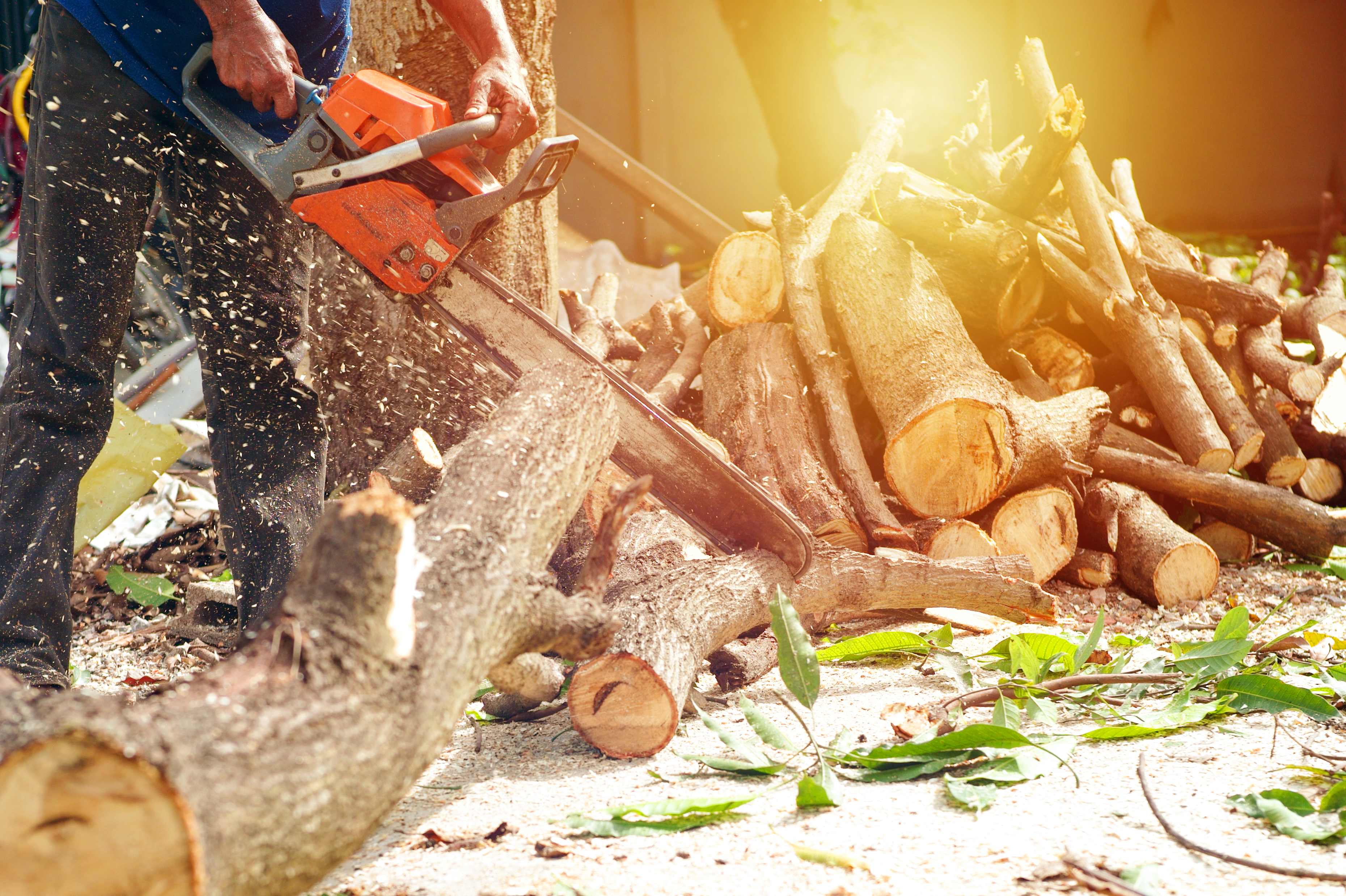 Why Homeowners Should Only Hire Licensed Tree Companies