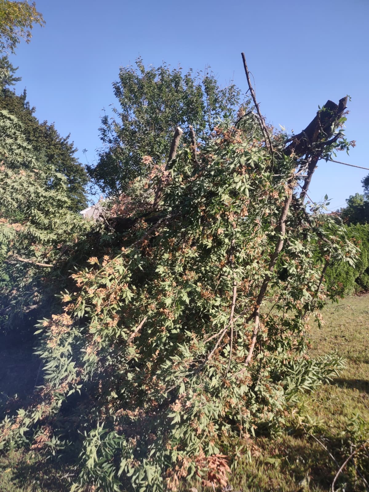 Emergency Tree Removal in West Hartford: What to Know