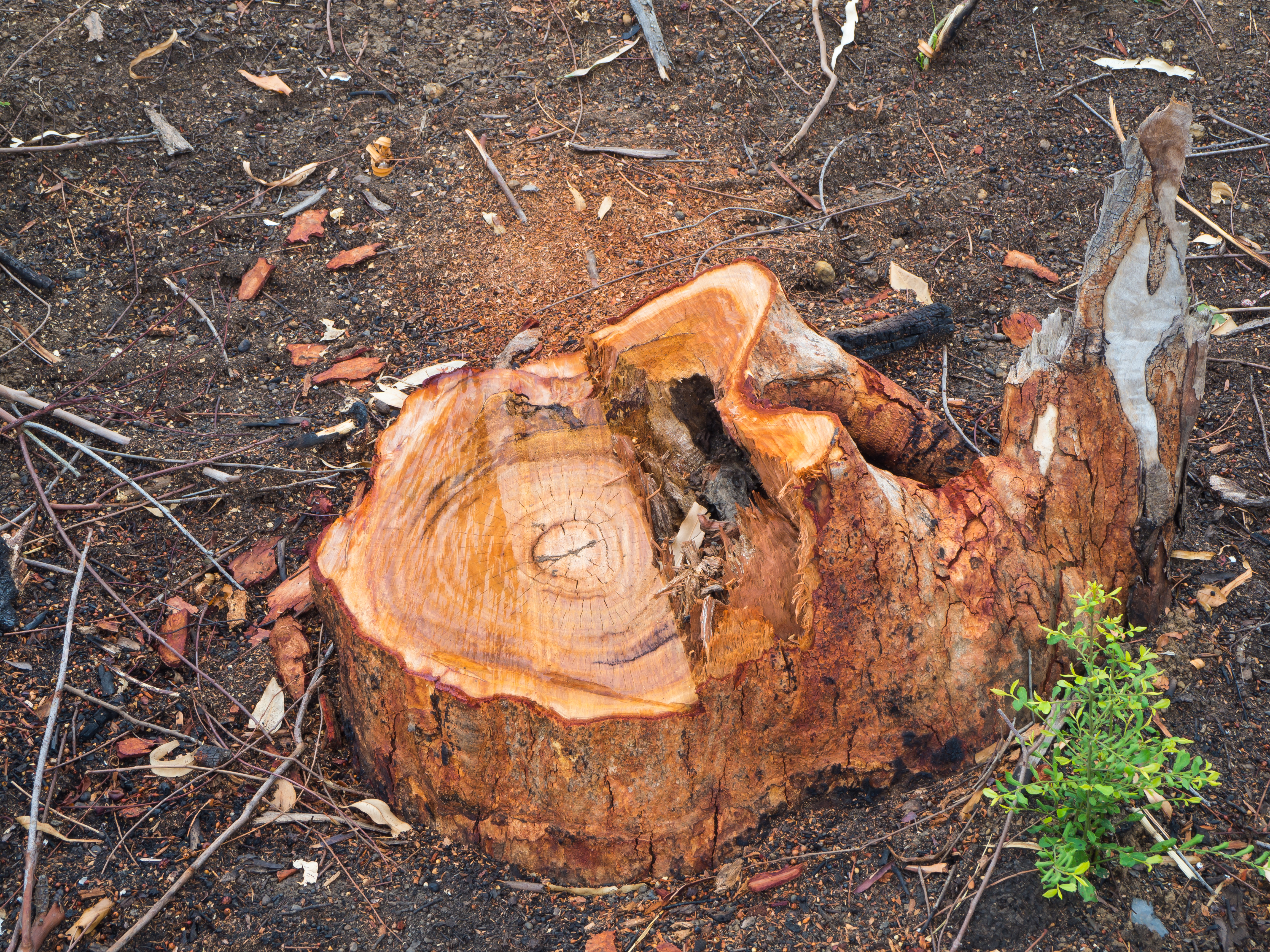 How to Kill a Tree Stump Without Chemicals 
