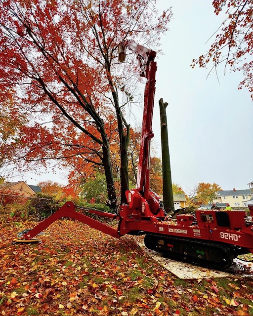 Seasonal Tree Maintenance Calendar for West Hartford Homes