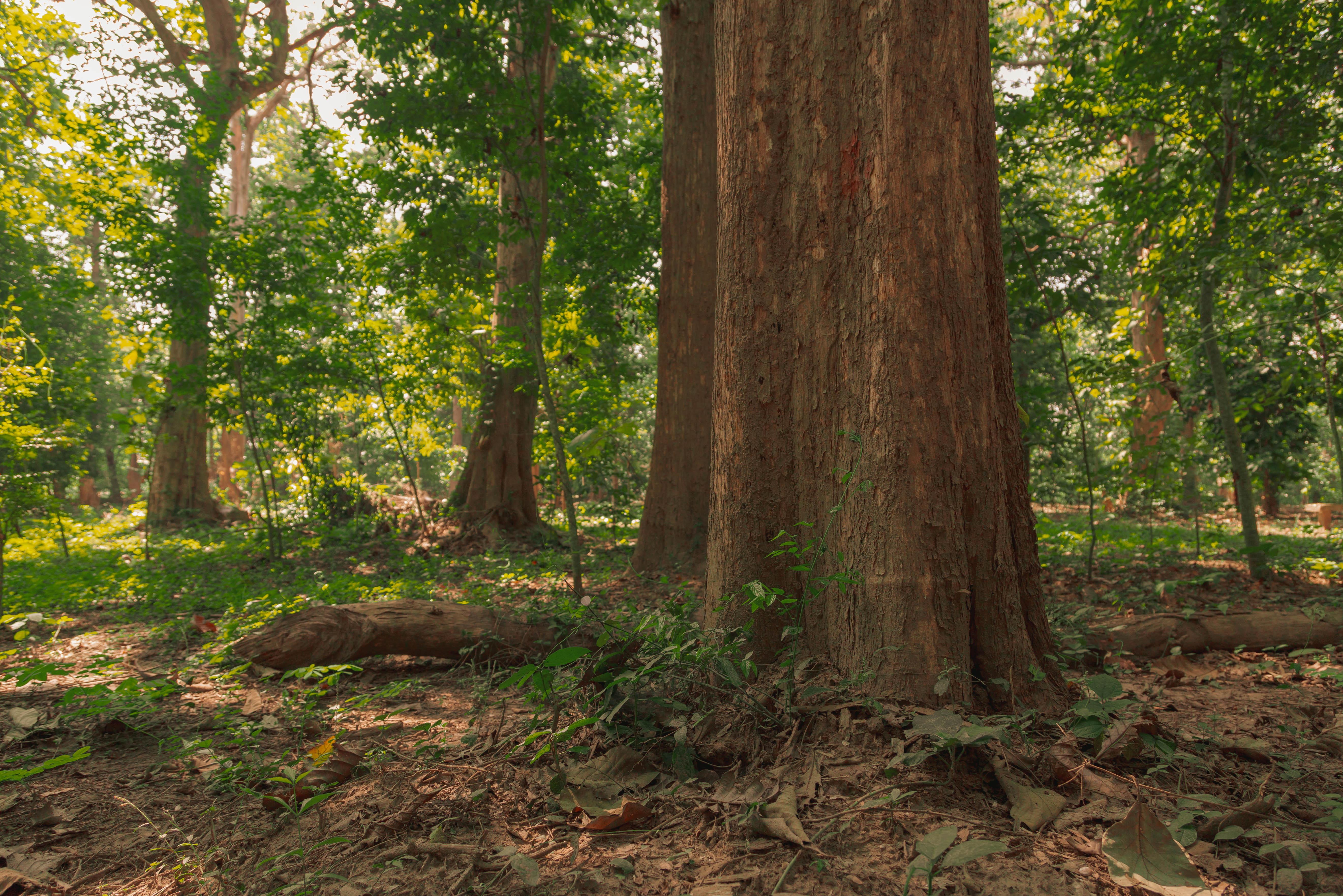 Beech Tree Problems in Fairfield County: What to Know