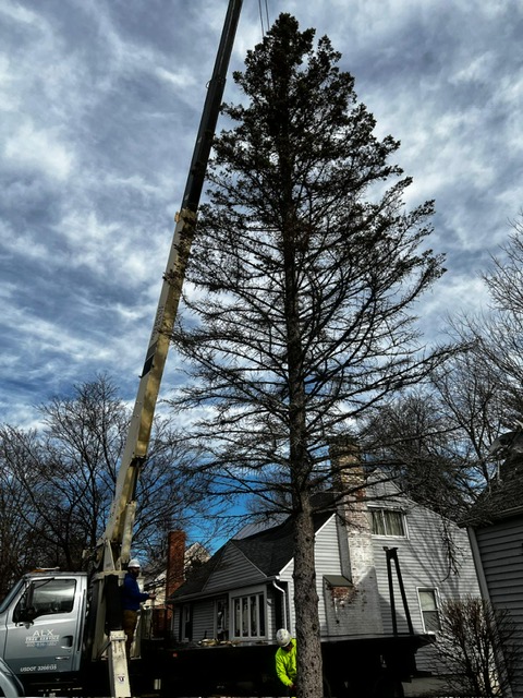 New Year Tree Inspection Checklist for West Hartford, CT