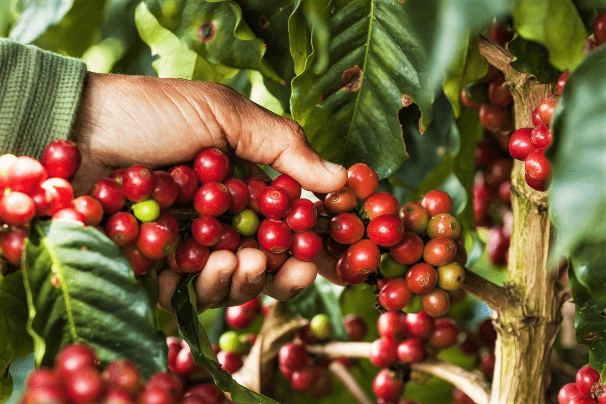 Tour del Café