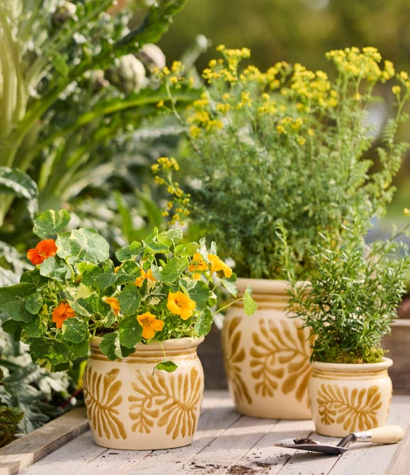 Potted Plant Care 