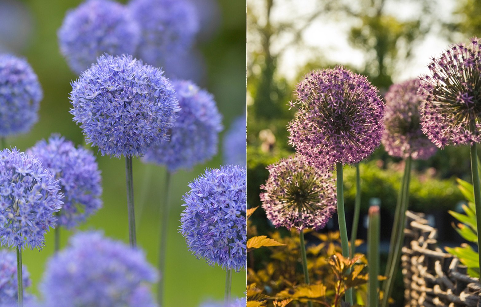 allium-planting-guide