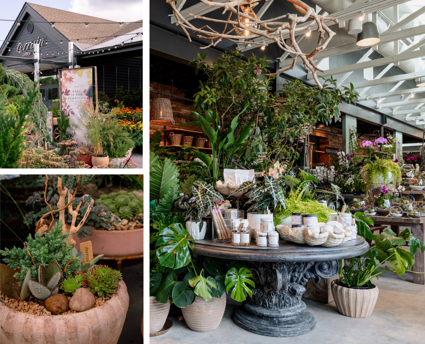Garden center interior with lush plants, driftwood chandelier, and decorative pots displayed on rustic wooden shelves and tables.