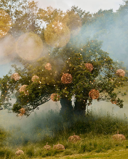 Tree with glowing golden orbs hanging from branches surrounded by mist and grass in a mystical forest setting.