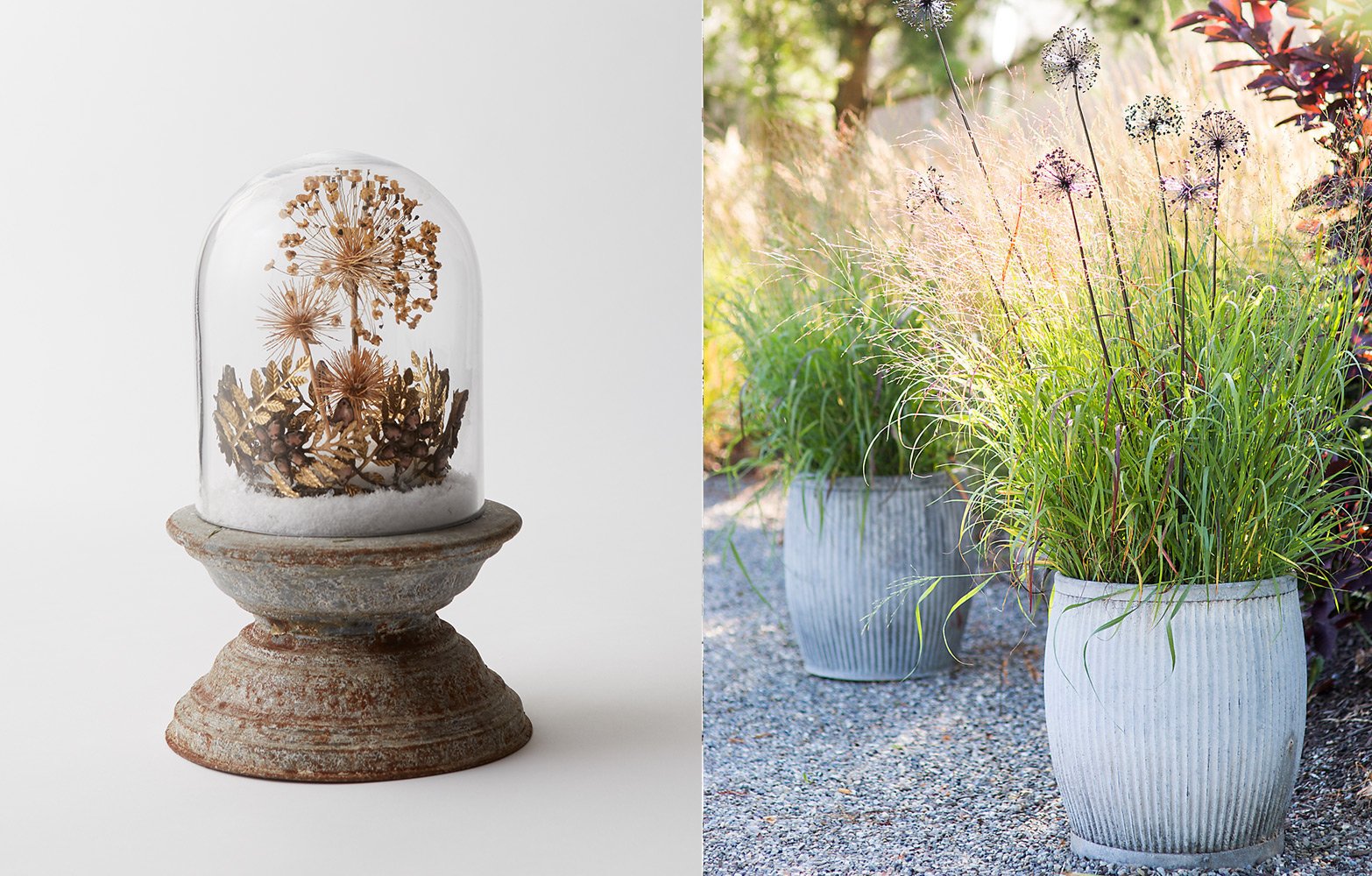 allium-planting-guide-2