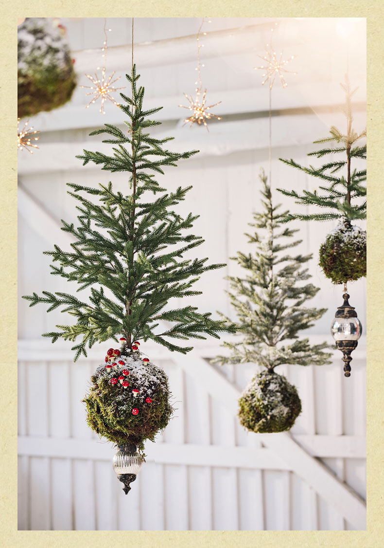 Hanging evergreen trees with moss-covered bases decorated with red berries and gold star ornaments against white paneling.