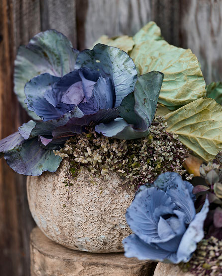 Blue and yellow ornamental cabbage plants in a textured beige pot against a weathered wooden fence background.