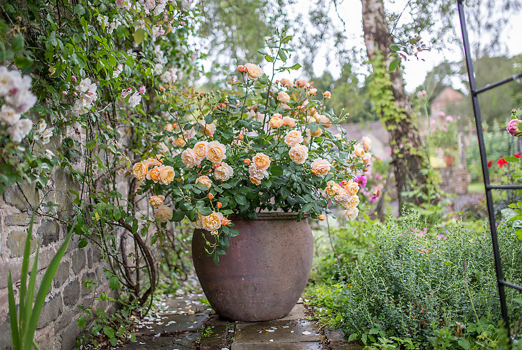 blog david-austin-roses-2