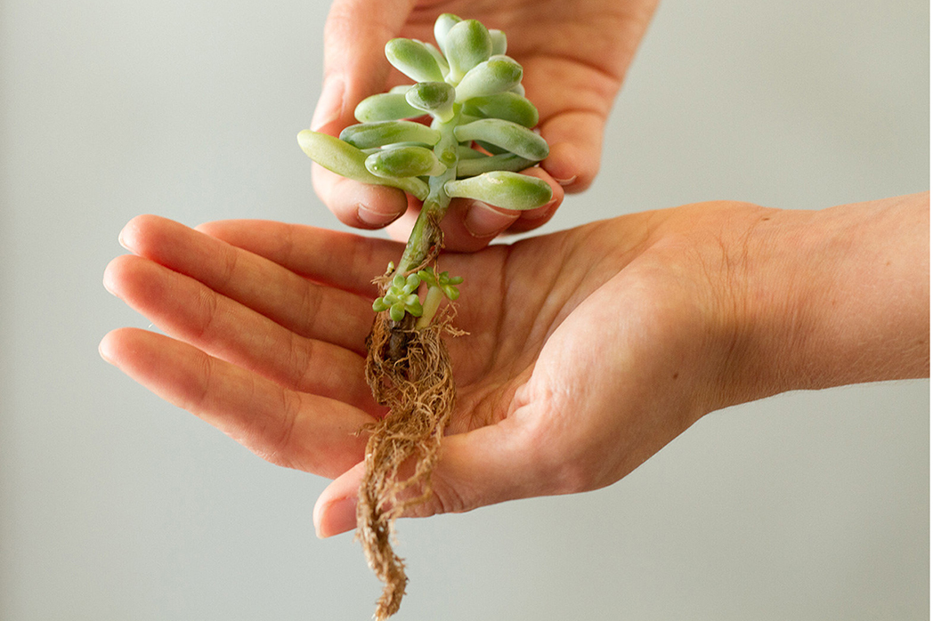 how-to-propogating-succulents-3