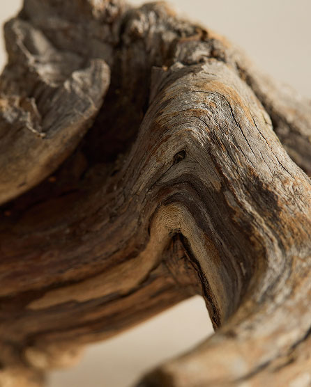 Close-up of weathered driftwood with curved, textured grain patterns in shades of brown and gray against a neutral background.