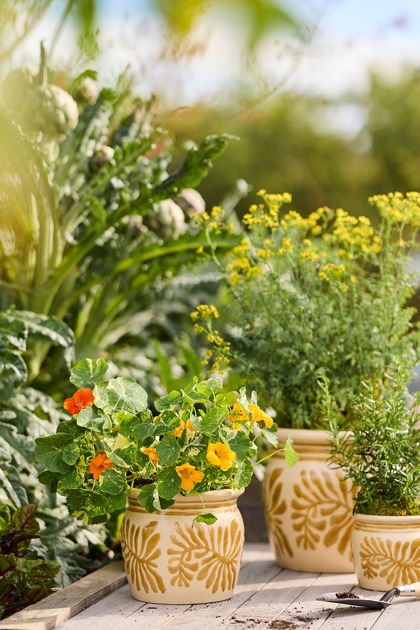 planter shop