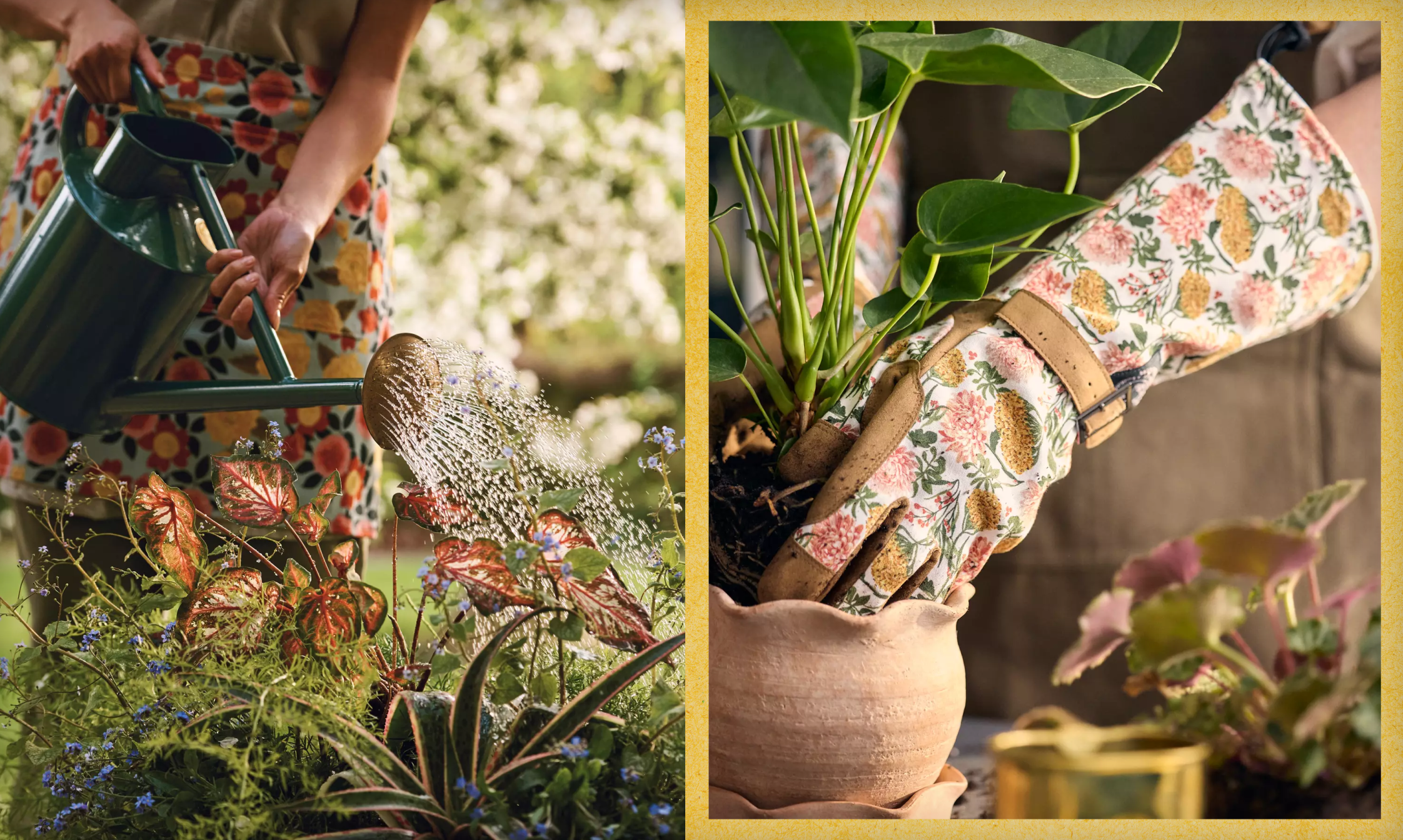 Split image showing person watering colorful plants with green watering can and wearing floral gardening glove while potting plant.
