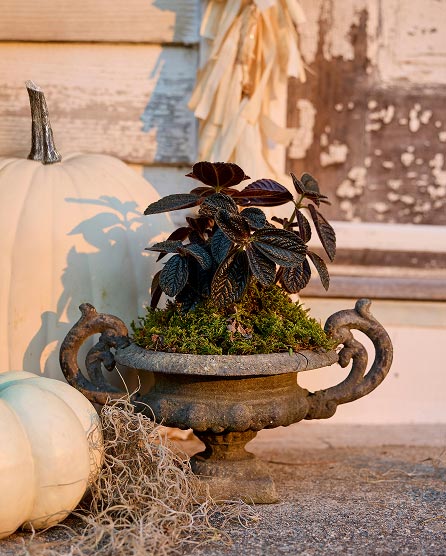planters