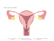 Maxim Pille Schutz W hrend Periode Online Emergencydentistry