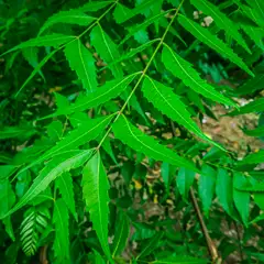 Neem tree leaf extract