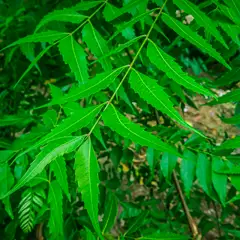 Neem Leaf Extract