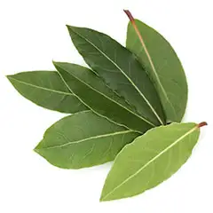 Laurus Nobilis Leaf Extract