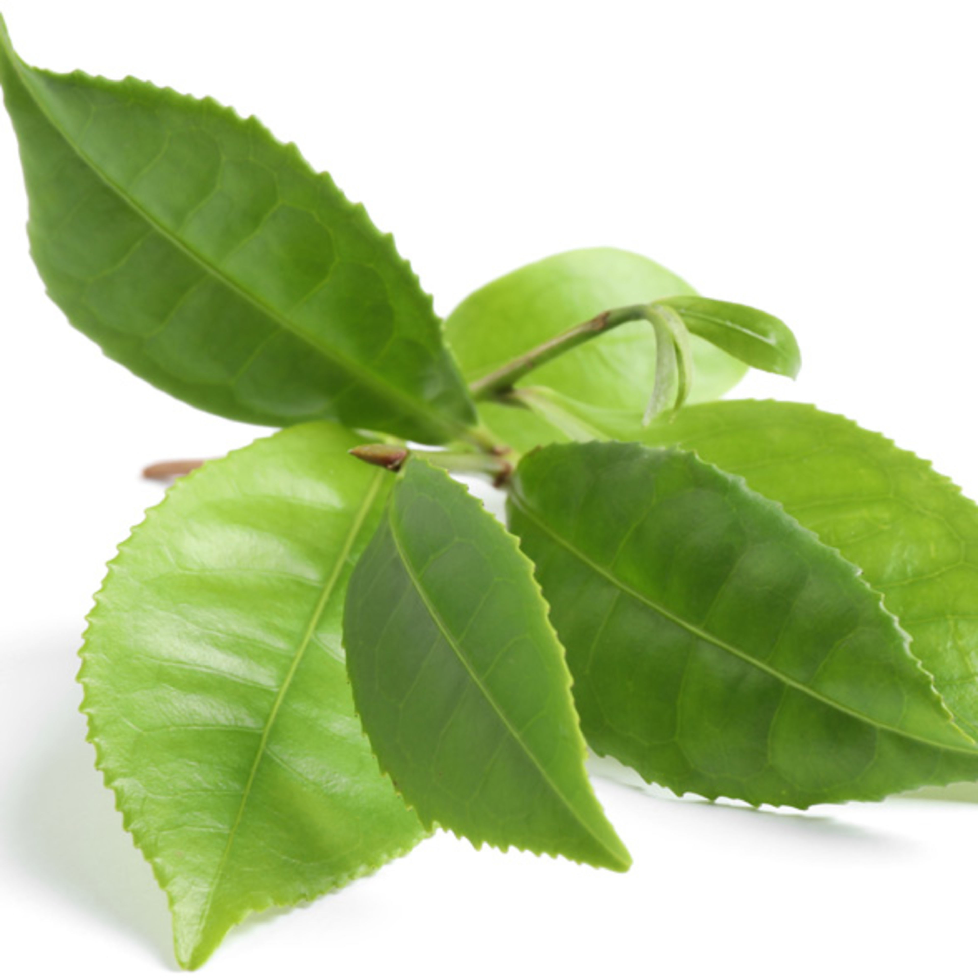 Camellia Sinensis (Green Tea) Leaf Extract