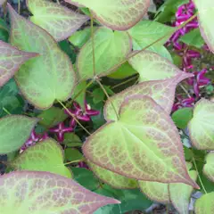 Barrenwort Leaf