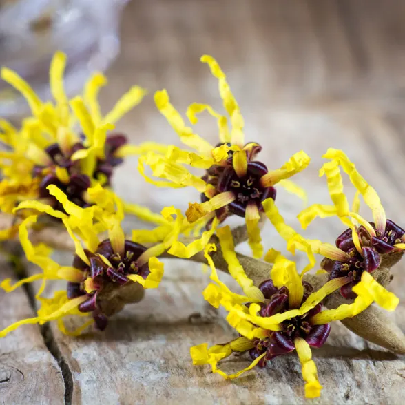 WITCH HAZEL